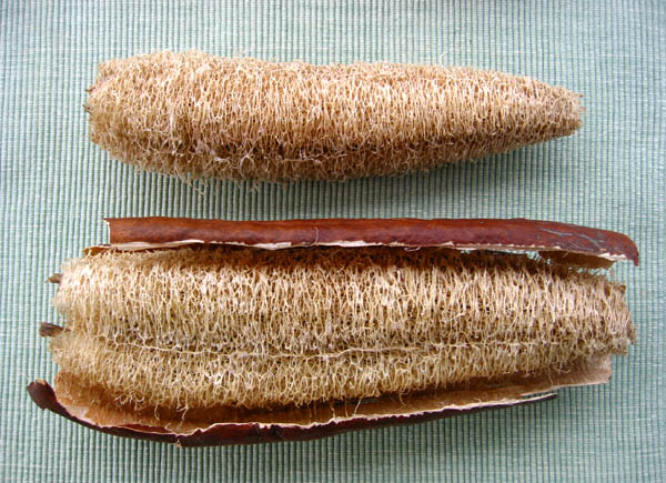 Eponges LUFFA