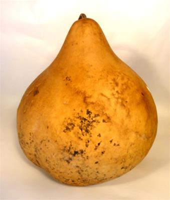 POIRE COURTE